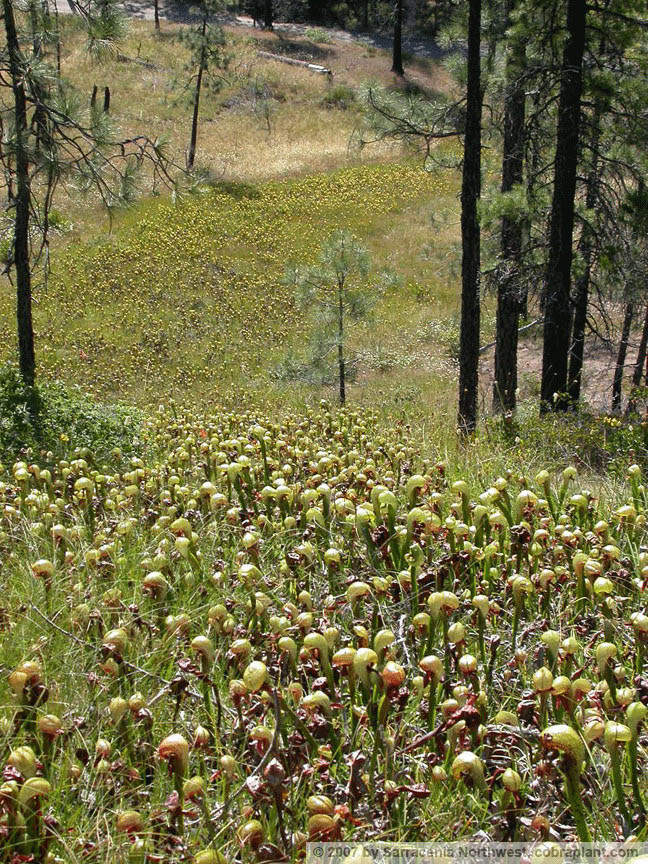 Darlingtonia09