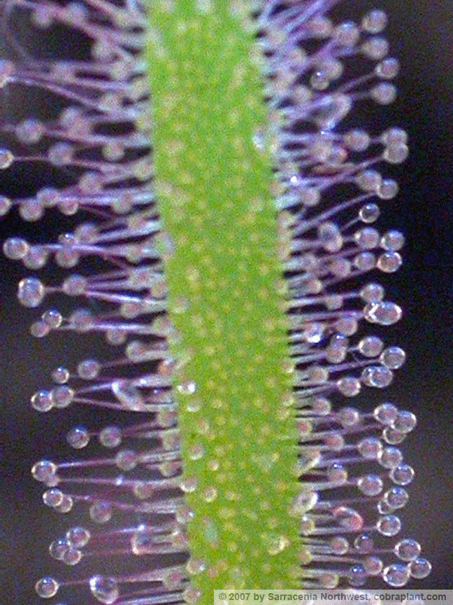D-capensis06