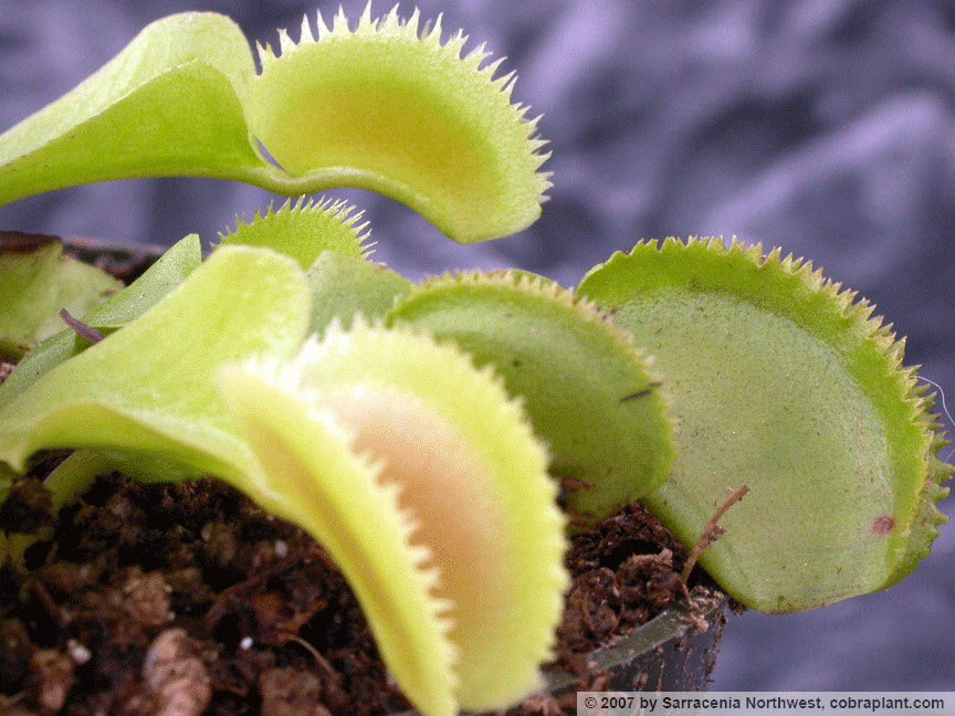 Flytraps28