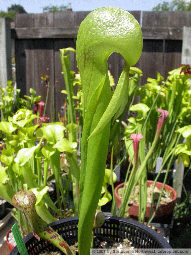 Darlingtonia02