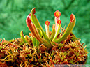 Heliamphora05