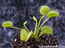 Flytraps34