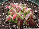 Cephalotus10