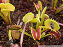 Flytraps08