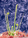 D-filiformis07