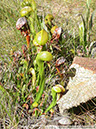 Darlingtonia06
