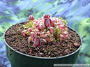 Cephalotus08