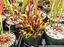Flytraps29