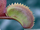 Flytraps27