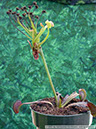 Flytraps41