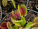 Flytraps39