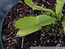 Flytraps33