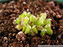 Cephalotus06