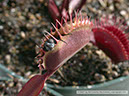 Flytraps38