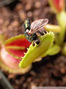 Flytraps12