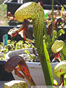 Darlingtonia13