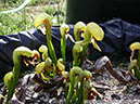 Darlingtonia26