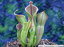 Heliamphora07