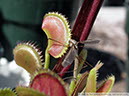 Flytraps17
