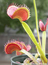 Flytraps11