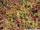 Darlingtonia16