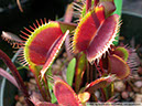 Flytraps30