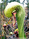 Darlingtonia22