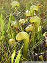 Darlingtonia05