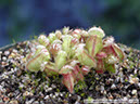 Cephalotus07