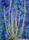 D-filiformis11
