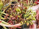 Flytraps06