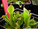 Heliamphora01