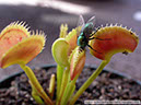 Flytraps36