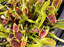 Flytraps10