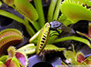 Flytraps07
