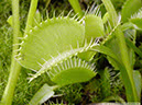 Flytraps26