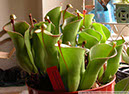 Heliamphora03