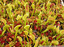 Flytraps03