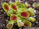 Flytraps35