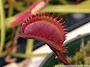 Flytraps05