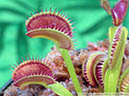 Flytraps24