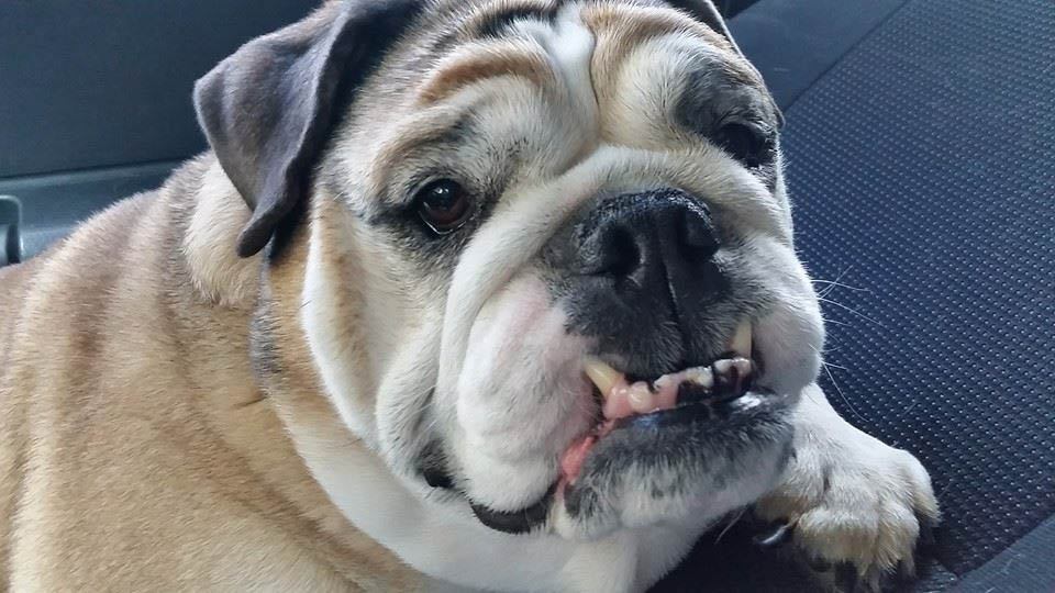 10353695_10203525068112780_706310260689083018_n