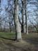 Tree_2